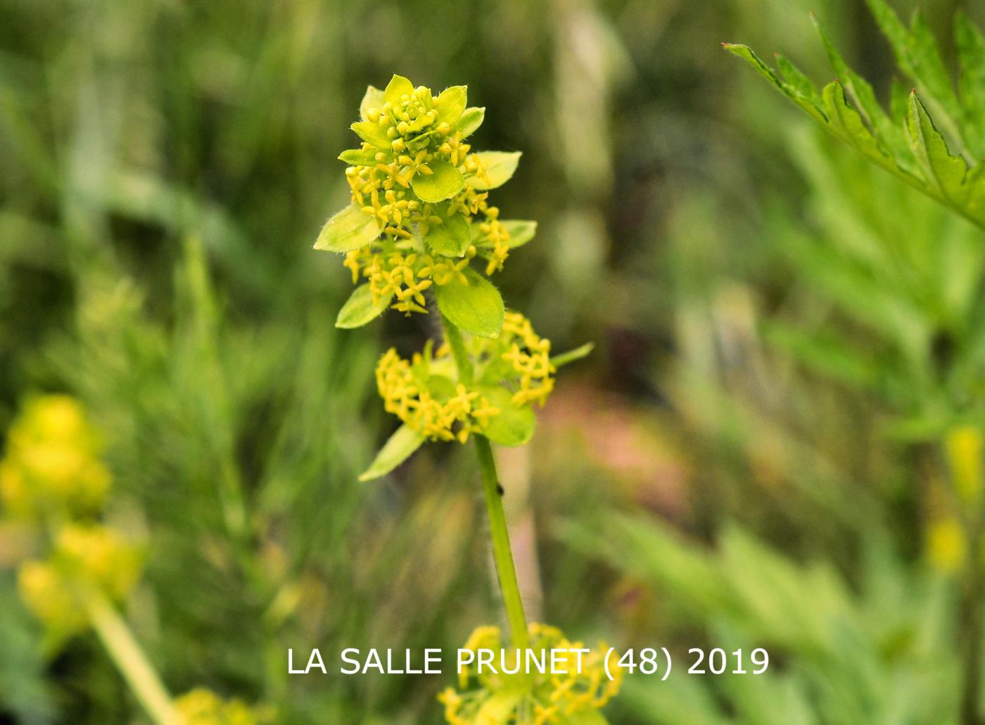 Crosswort fruit